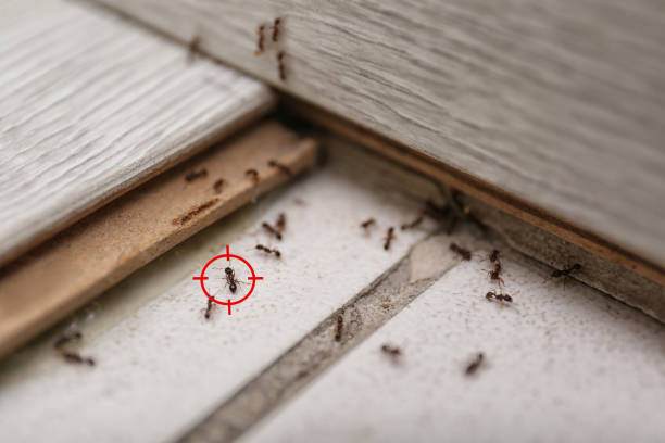 Best Bird Control  in Woodhaven, MI