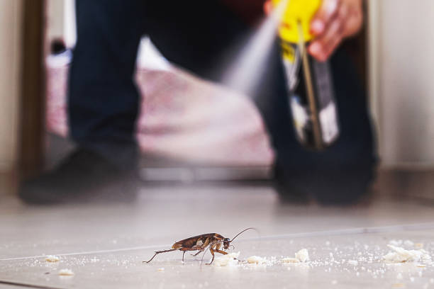 Best Cockroach Control Services  in Woodhaven, MI